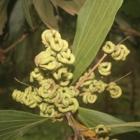 Acacia mangium Willd.